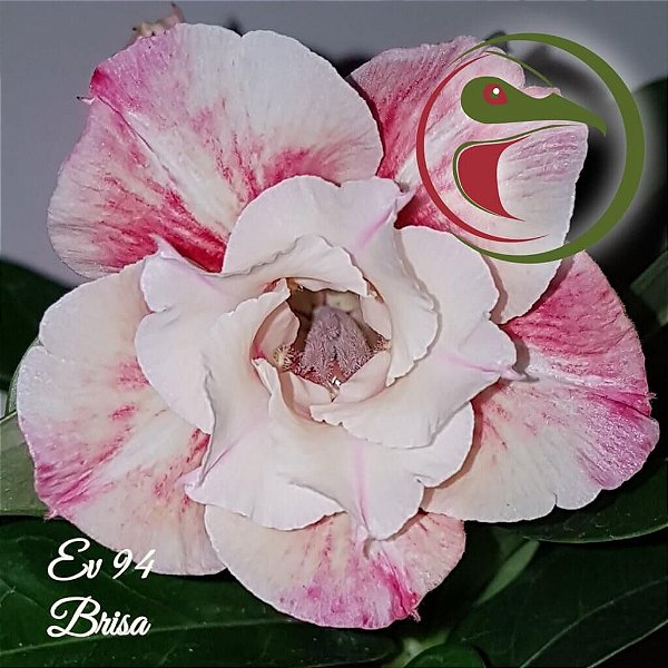 Rosa do Deserto Enxerto Brisa EV-94