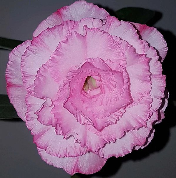 Rosa do Deserto Enxerto EV-200