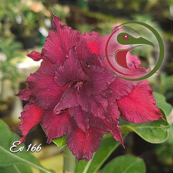Rosa do Deserto Enxerto EV-166