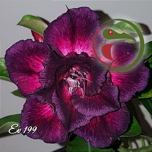 Rosa do Deserto Enxerto EV-199