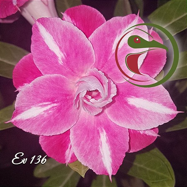 Rosa do Deserto Enxerto EV-136