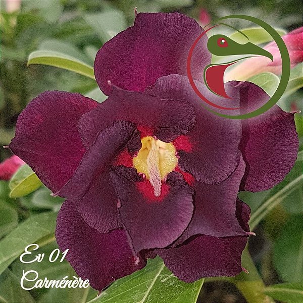 Rosa do Deserto Enxerto Carmenere EV-01
