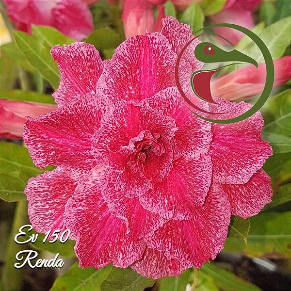 Rosa do Deserto Enxerto Renda EV-150