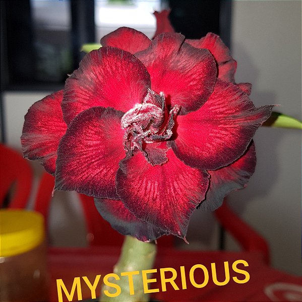 Rosa do Deserto Enxerto Mysterious