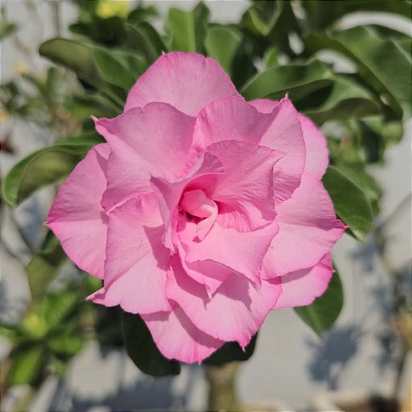 Rosa do Deserto Enxerto TH-4 Pathuma