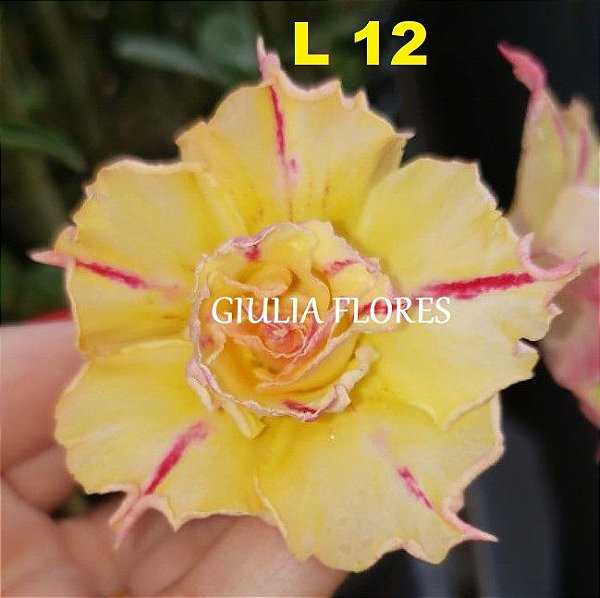 Rosa do Deserto Enxerto L-12
