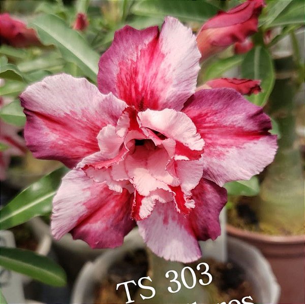 Rosa do Deserto Enxerto TS-303