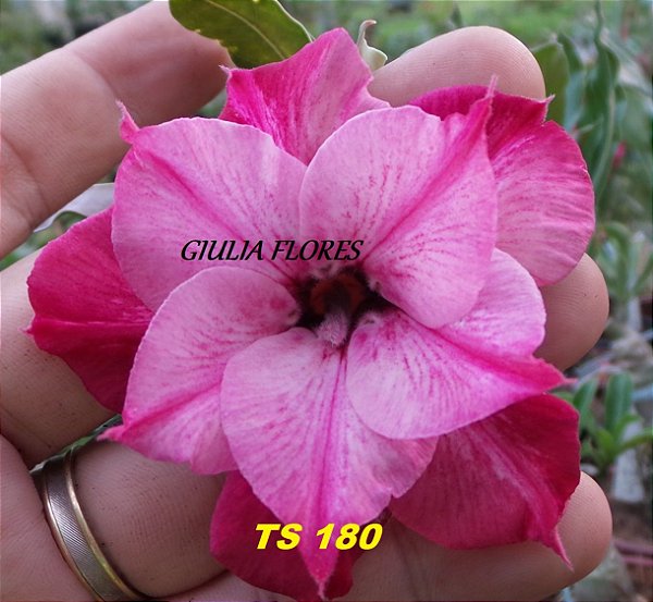 Rosa do Deserto Enxerto TS-180