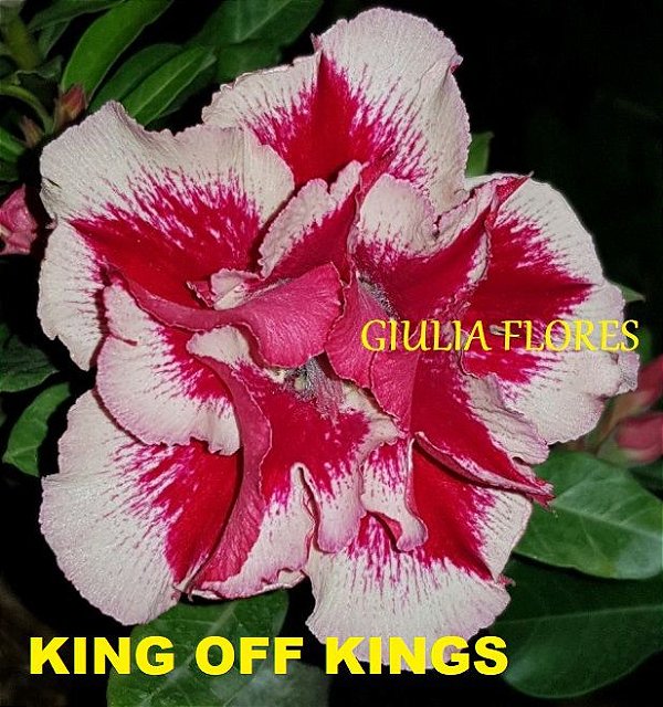 Rosa do Deserto Enxerto King of Kings