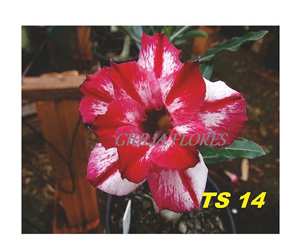 Rosa do Deserto Enxerto TS-14