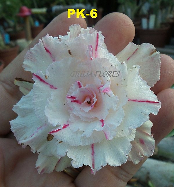Rosa do Deserto Enxerto PK-6