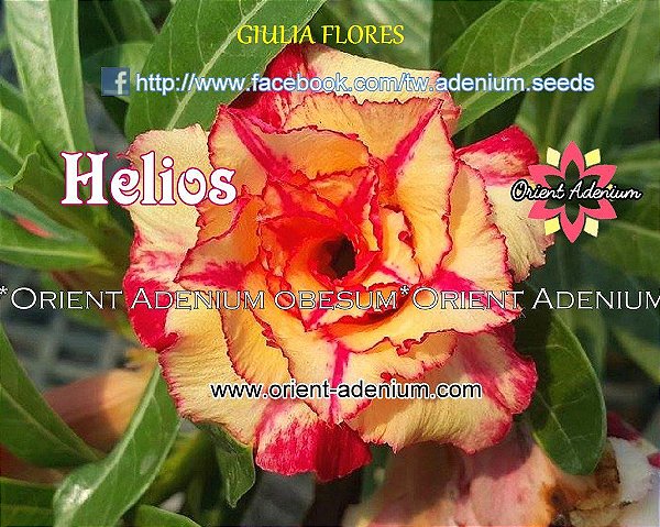 Rosa do Deserto Enxerto Helios