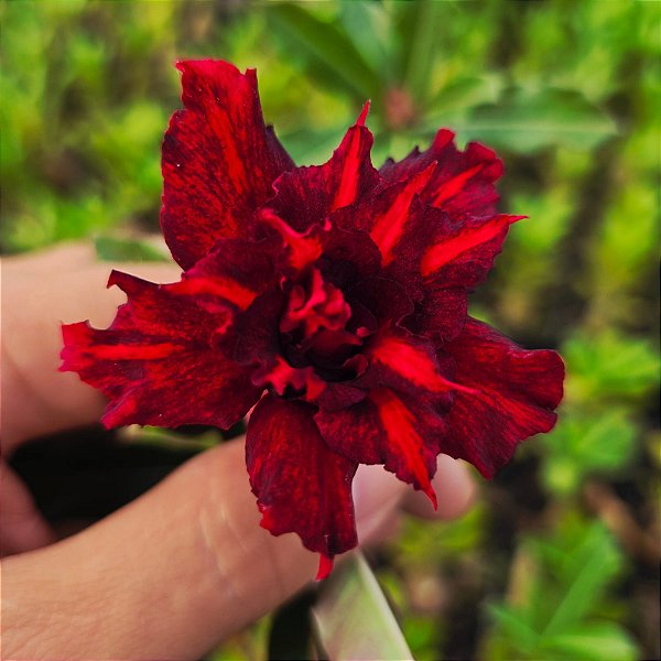 Rosa do Deserto Enxerto Black Aventador