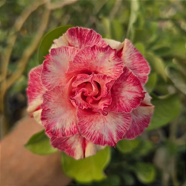 Rosa do Deserto Enxerto Beauty