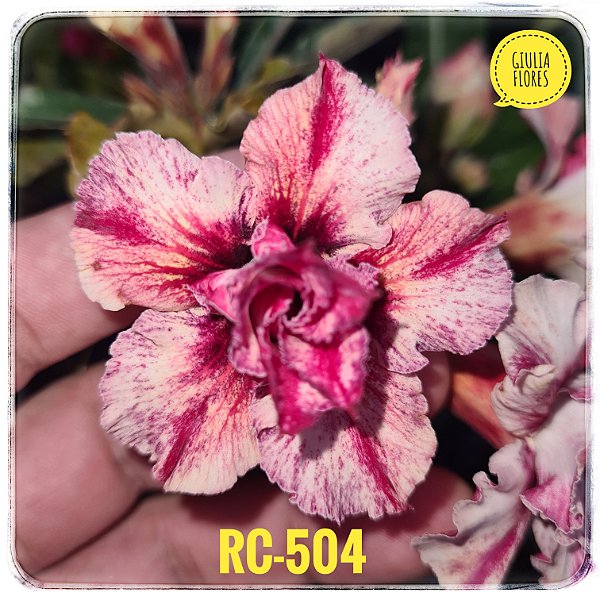 Rosa do Deserto Enxerto RC-504