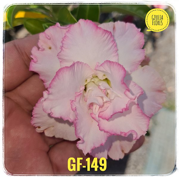 Rosa do Deserto Enxerto GF-149