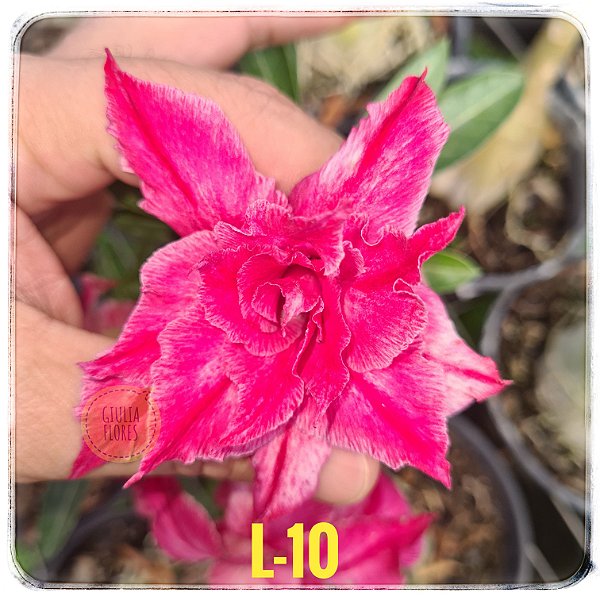 Rosa do Deserto Enxerto L-10