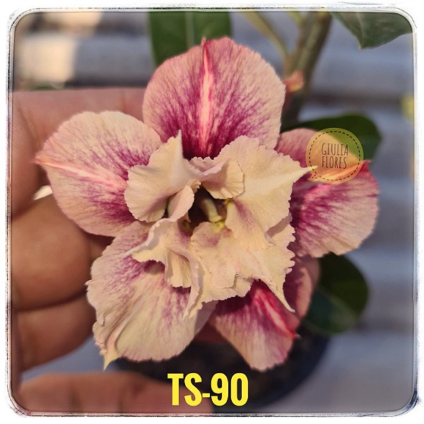 Rosa do Deserto Enxerto TS-90