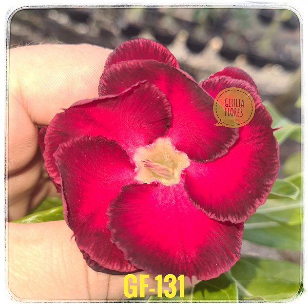 Rosa do Deserto Enxerto GF-131
