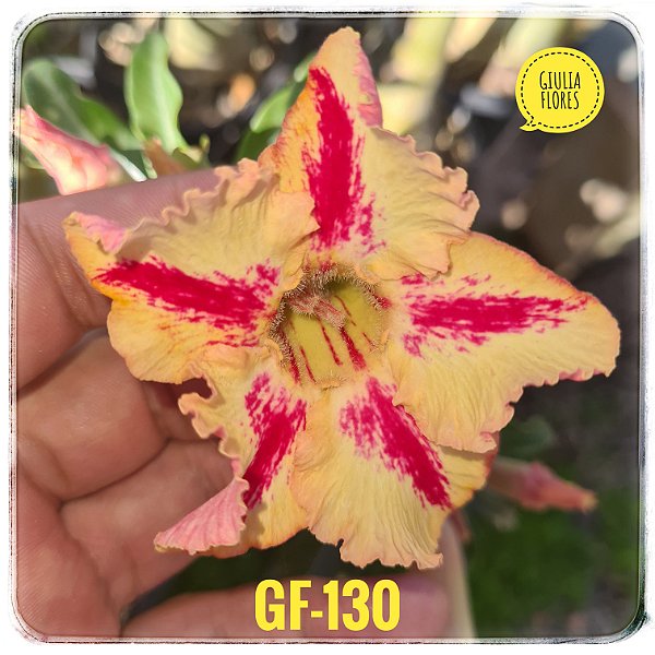 Rosa do Deserto Enxerto GF-130