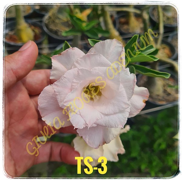 Rosa do Deserto Enxerto TS-3
