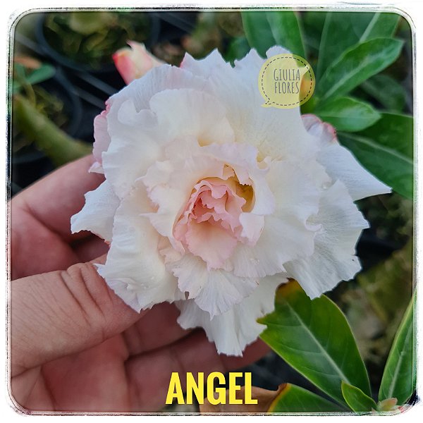 Rosa do Deserto Enxerto Angel Branca