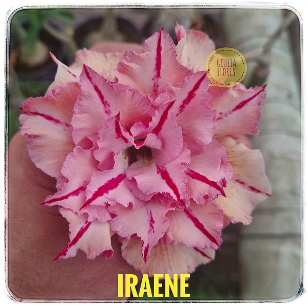 Rosa do Deserto Enxerto Iraene Perfumada