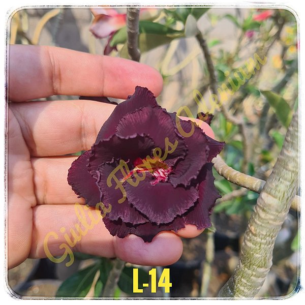 Rosa do Deserto Enxerto L-14 Negra