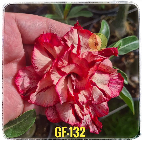 Rosa do Deserto Enxerto GF-132
