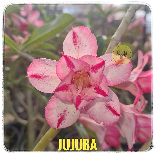 Rosa do Deserto Enxerto Jujuba