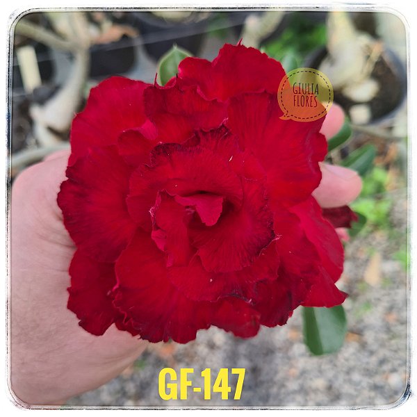 Rosa do Deserto Enxerto GF-147