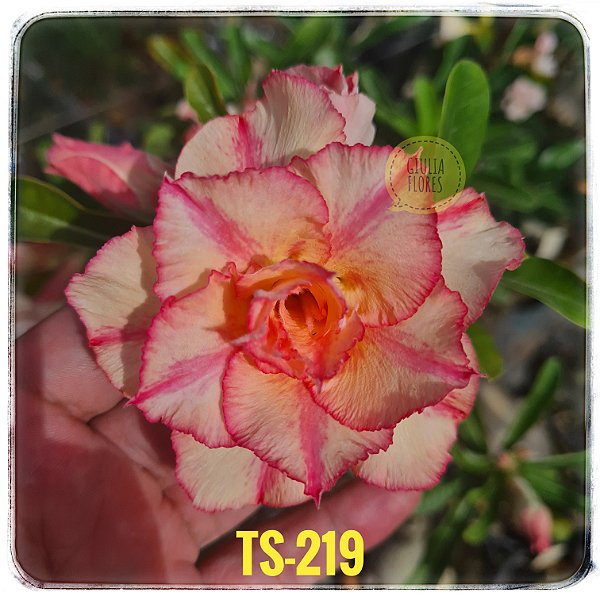 Rosa do Deserto Enxerto TS-219