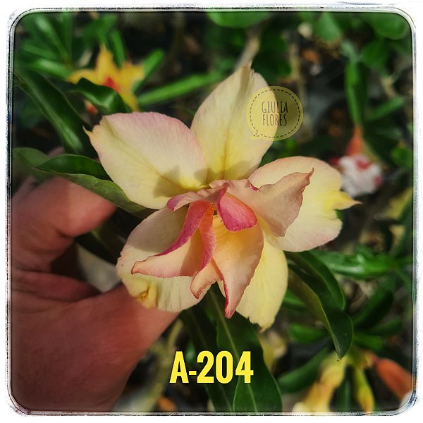 Rosa do Deserto Enxerto A-204 Amarela
