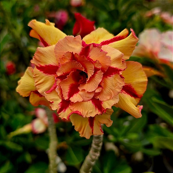 Rosa do Deserto Enxerto Butterfly Dream