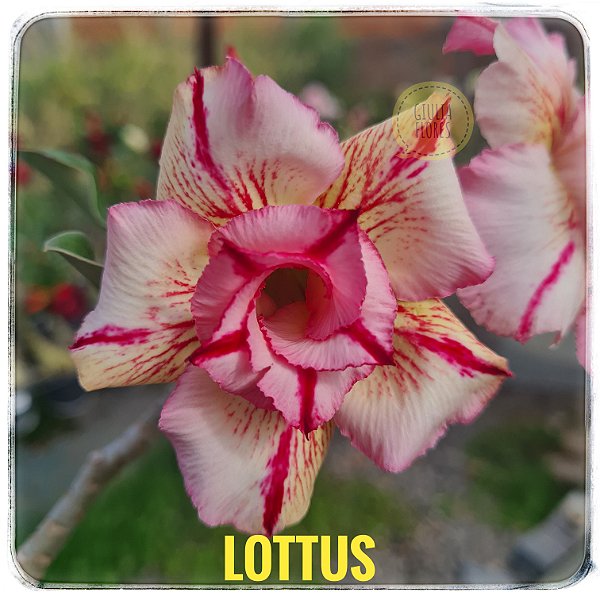 Rosa do Deserto Enxerto Lottus