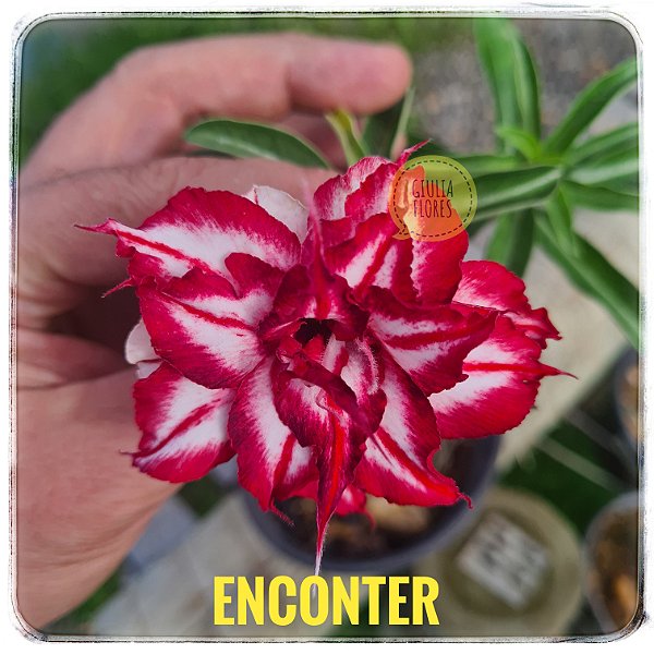 Rosa do Deserto Enxerto Encounter