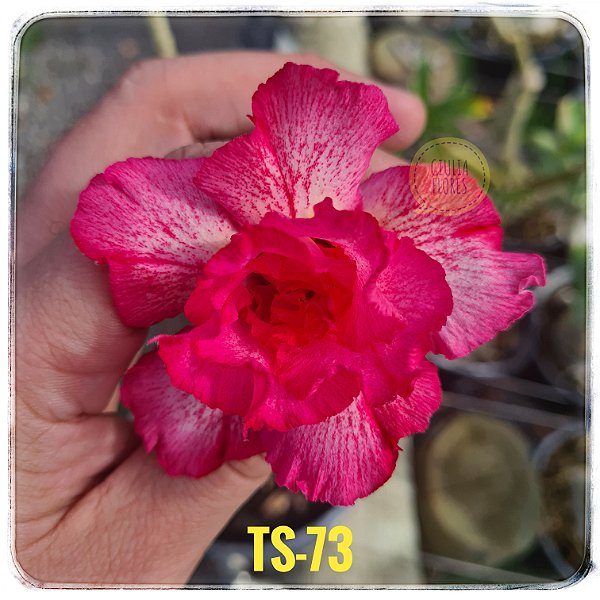 Rosa do Deserto Enxerto TS-73