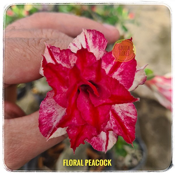 Rosa do Deserto Enxerto Floral Peacock