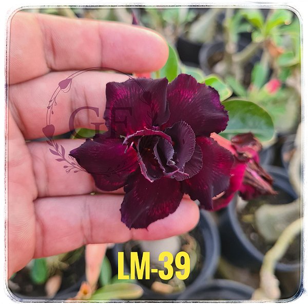 Rosa do Deserto Enxerto LM-39 Negra