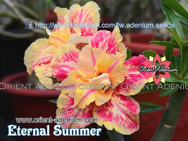 Rosa do Deserto Enxerto Eternal Summer