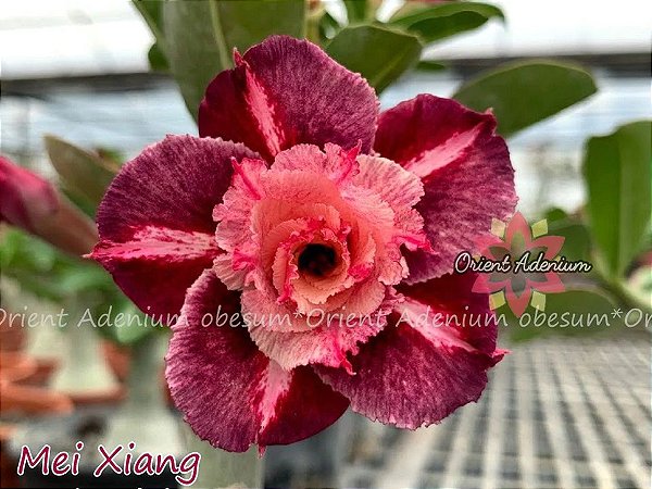 Rosa do Deserto Enxerto Mei Xiang