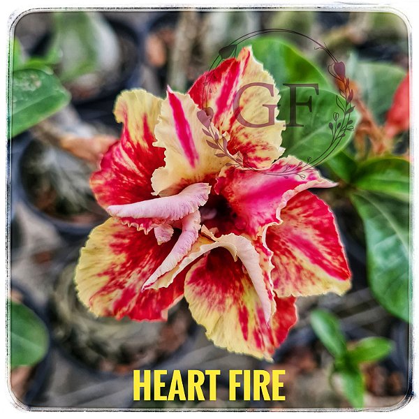 Rosa do Deserto Enxerto Heart Fire