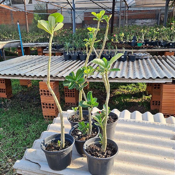 Kit de 5 Mudas de Estacas Sortidas