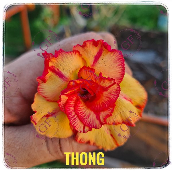 Rosa do Deserto Enxerto Thong
