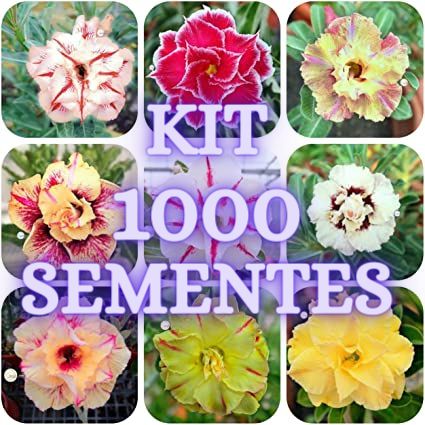 Kit 1000 Sementes Mix Rosa do Deserto Sortidas