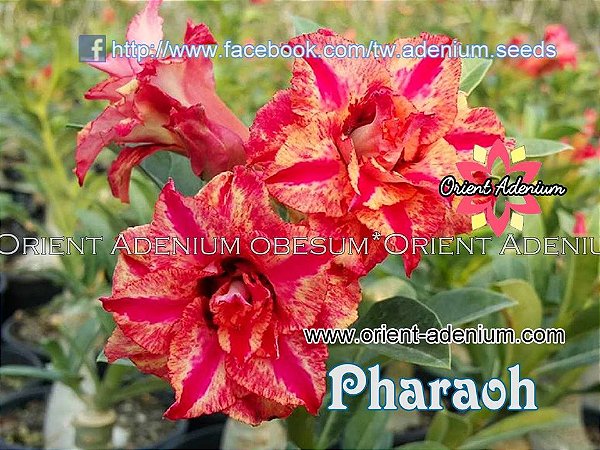Rosa do Deserto Enxerto Pharaoh