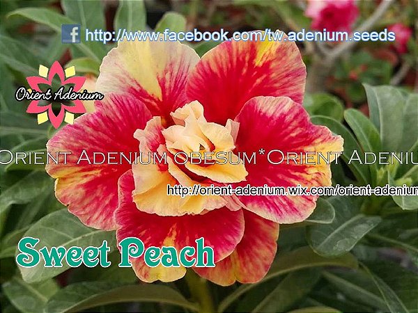 Rosa do Deserto Enxerto Sweet Peach