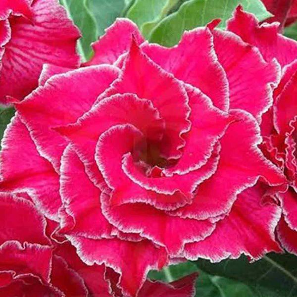 Rosa do Deserto Enxerto Entrancing