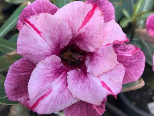 Rosa do Deserto Enxerto Dust