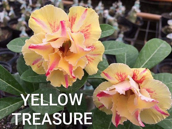 Rosa do Deserto Enxerto Yellow Treasure